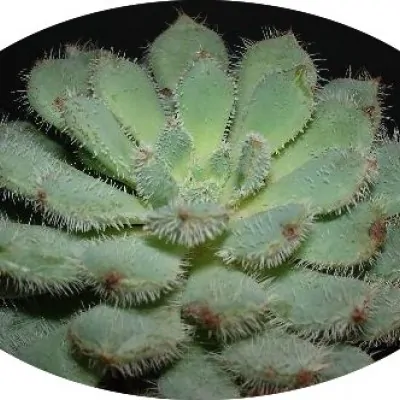 Echeveria setosa var. deminuta