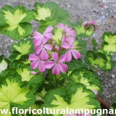 Pelargonium Pink Happy Thought