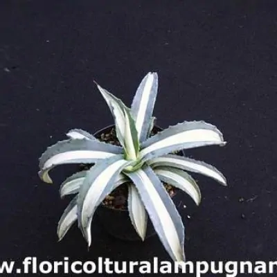 Agave americana 'Mediopicta Alba' 