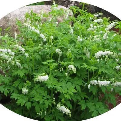 Dicentra spectabilis alba