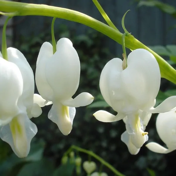 Dicentra spectabilis alba