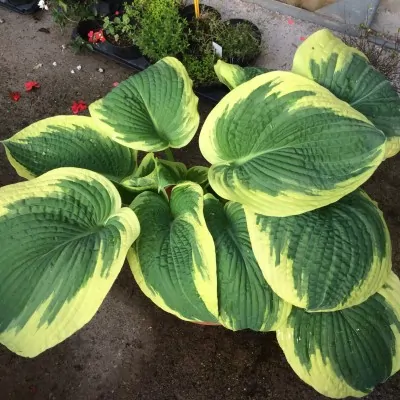 Hosta American Halo