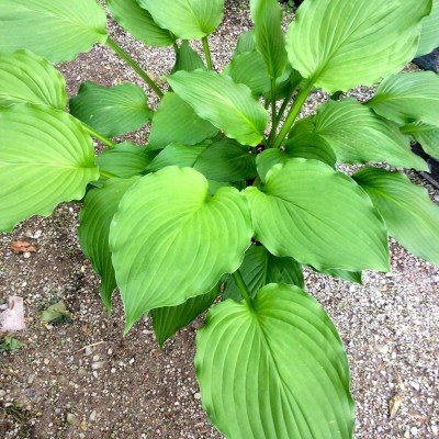 Hosta Elisabeth