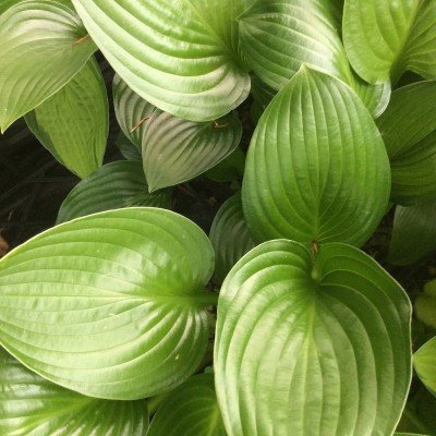 Hosta Joseph