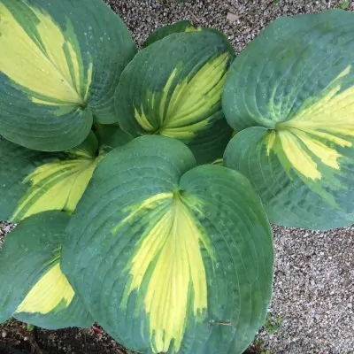 Hosta Thunderbolt