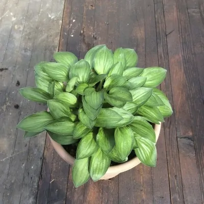 Hosta Little Maddie