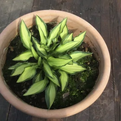 Hosta Teeny Weeny Bikini