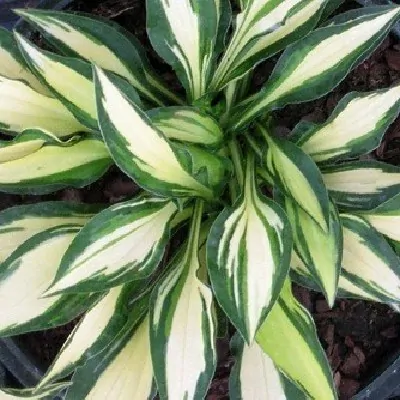 Hosta Teeny Weeny Bikini