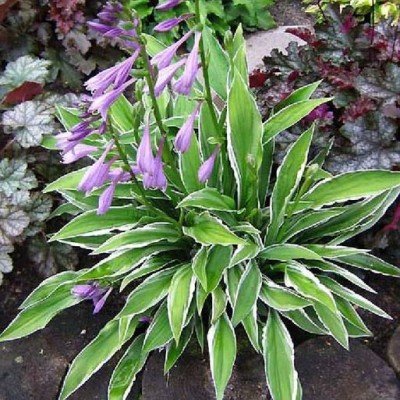 Hosta Ginko Craig