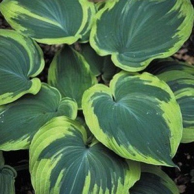 Hosta Earth Angel