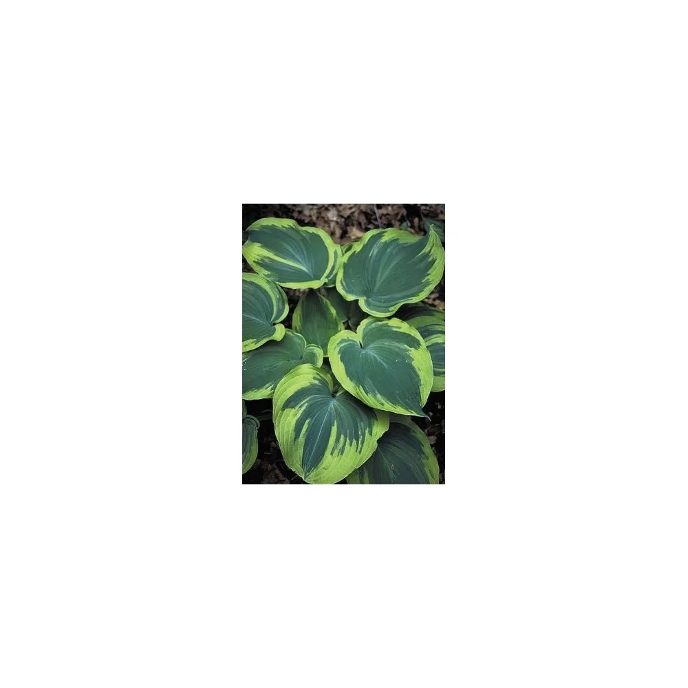 Hosta Earth Angel