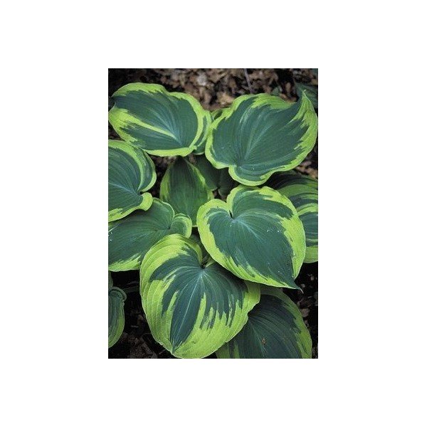 Hosta Earth Angel