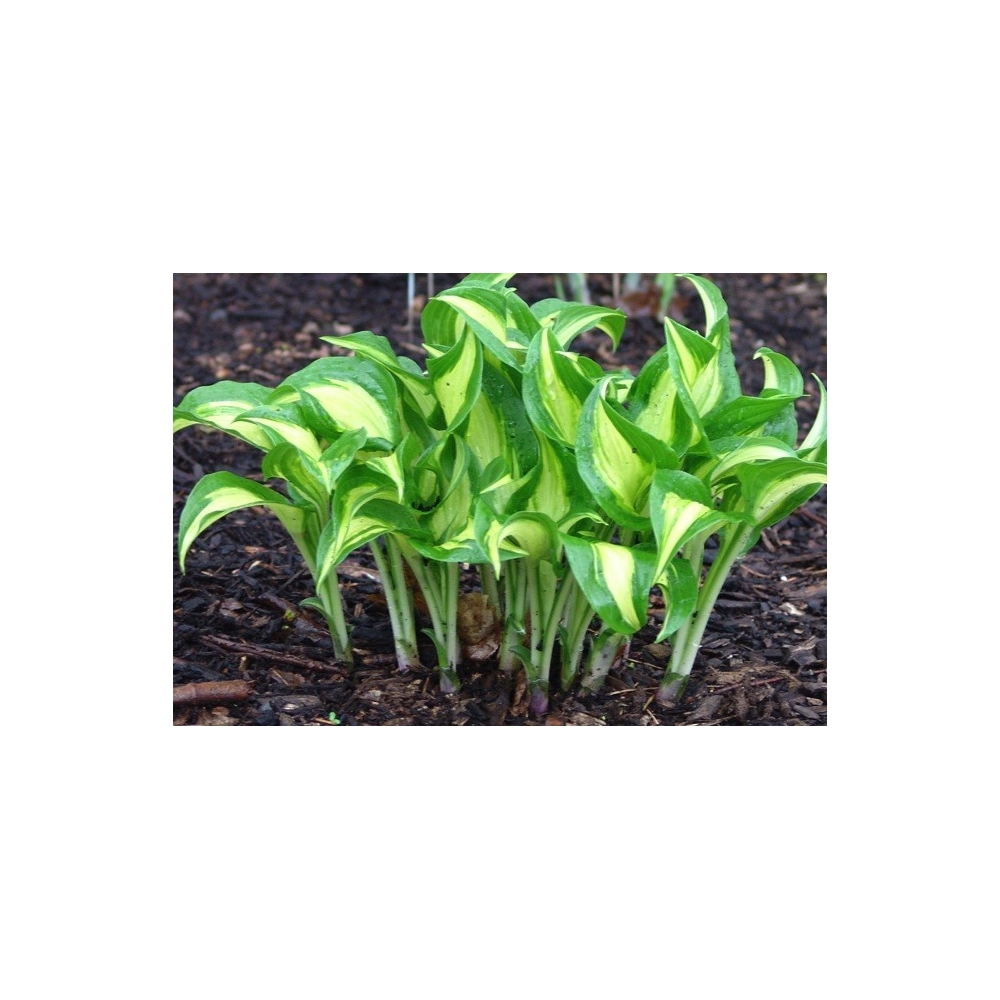 Hosta Geisha