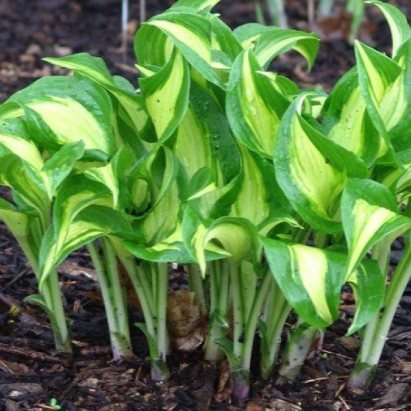 Hosta Geisha