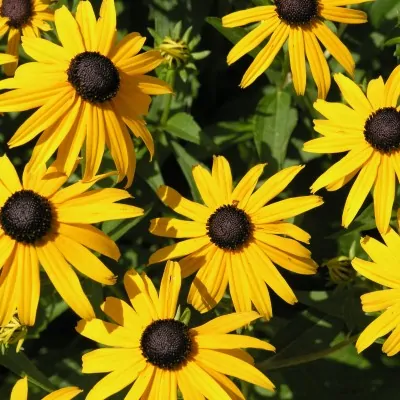 Rudbeckia fulgida goldsturm