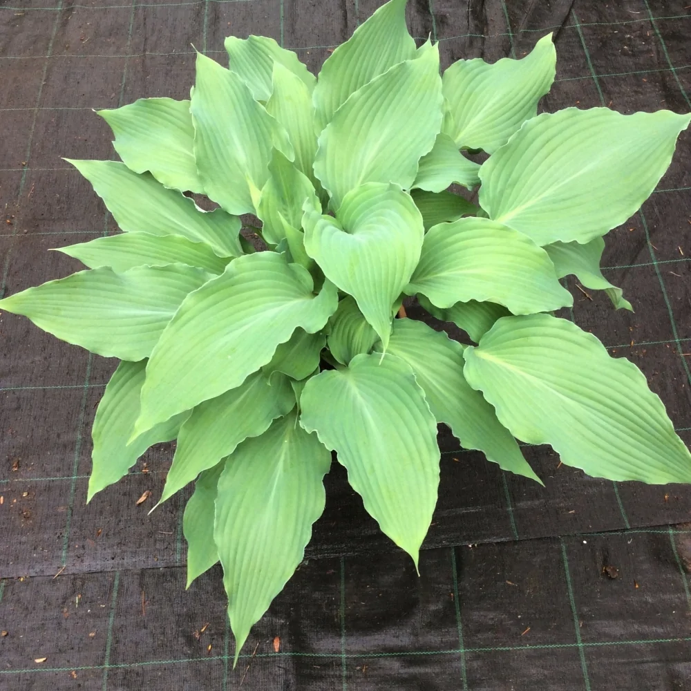 Hosta Blue Cascade