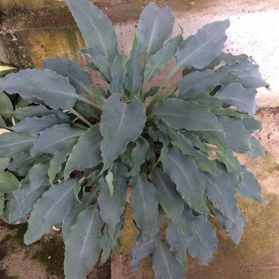 Hosta Blue Cascade