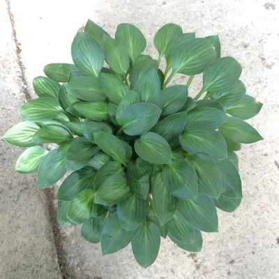 Hosta Little Maddie