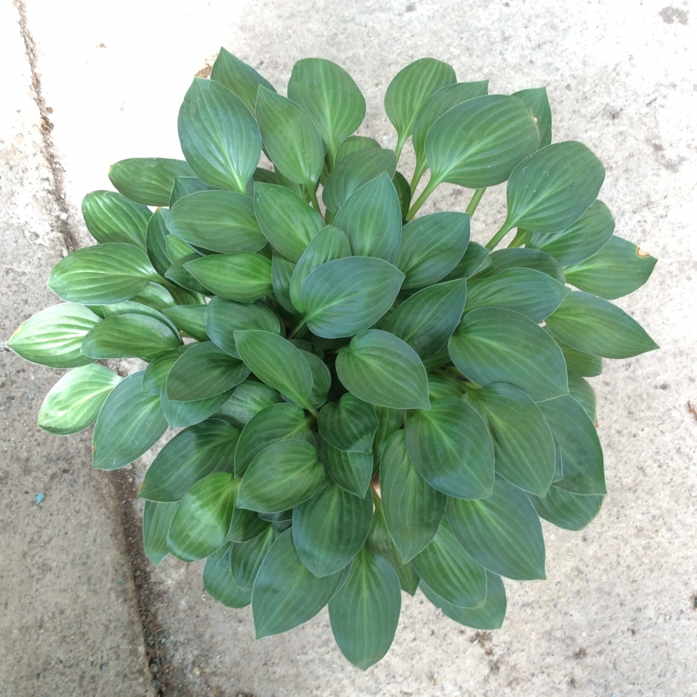 Hosta Little Maddie