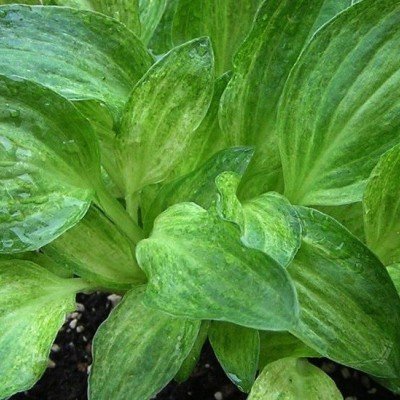 Hosta Little Maddie