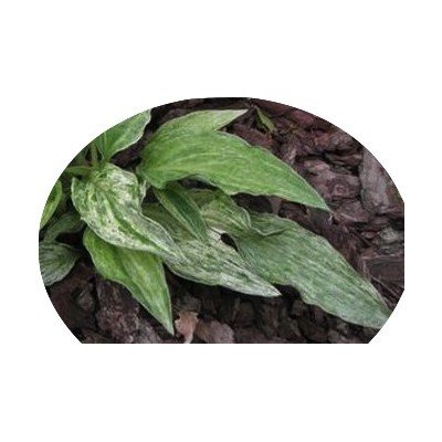 Hosta London Fog