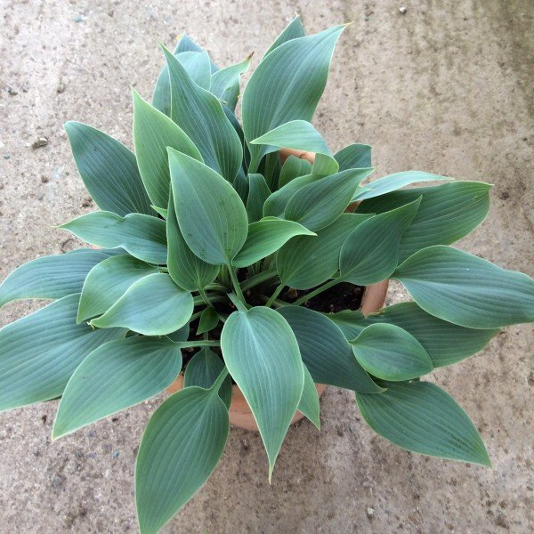 Hosta Silberpfeil