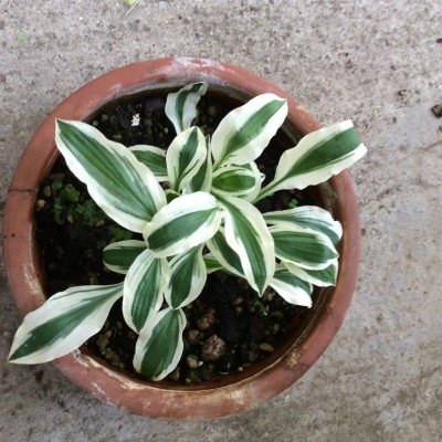 Hosta Hi Ho Silver