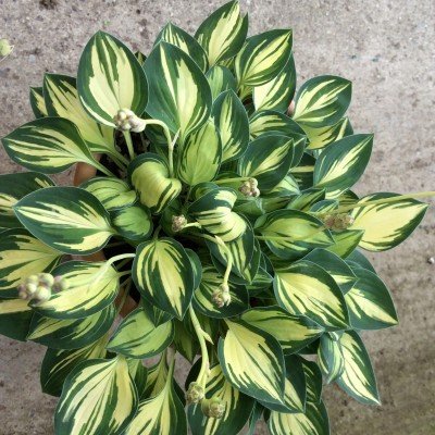 Hosta Cherish