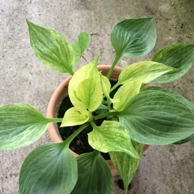 Hosta Cotton Candy