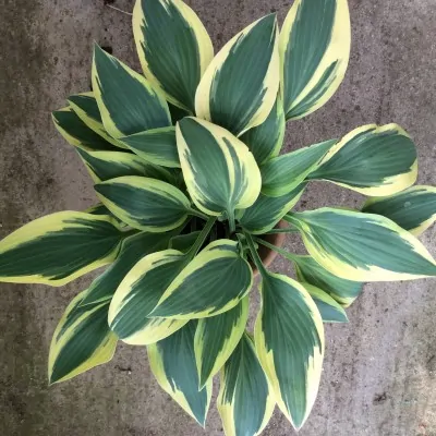 Hosta Wolverine