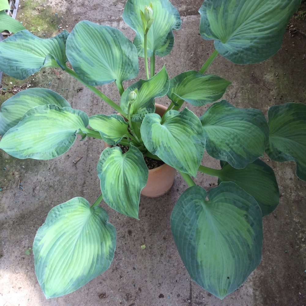 Hosta Golden Meadows