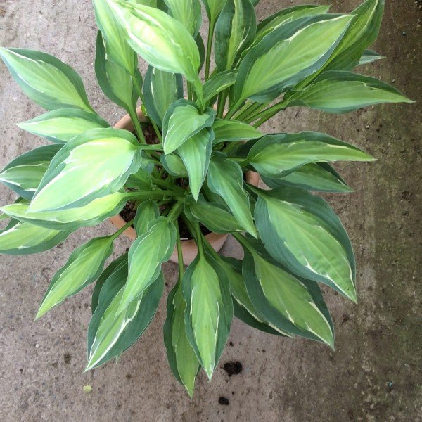 Hosta Moulin Rouge