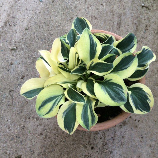 Hosta Funny Mouse