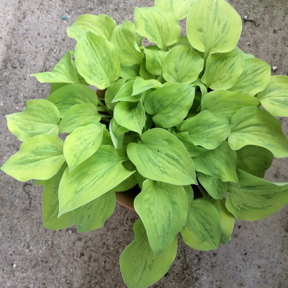 Hosta Silver Treads and gold neadles