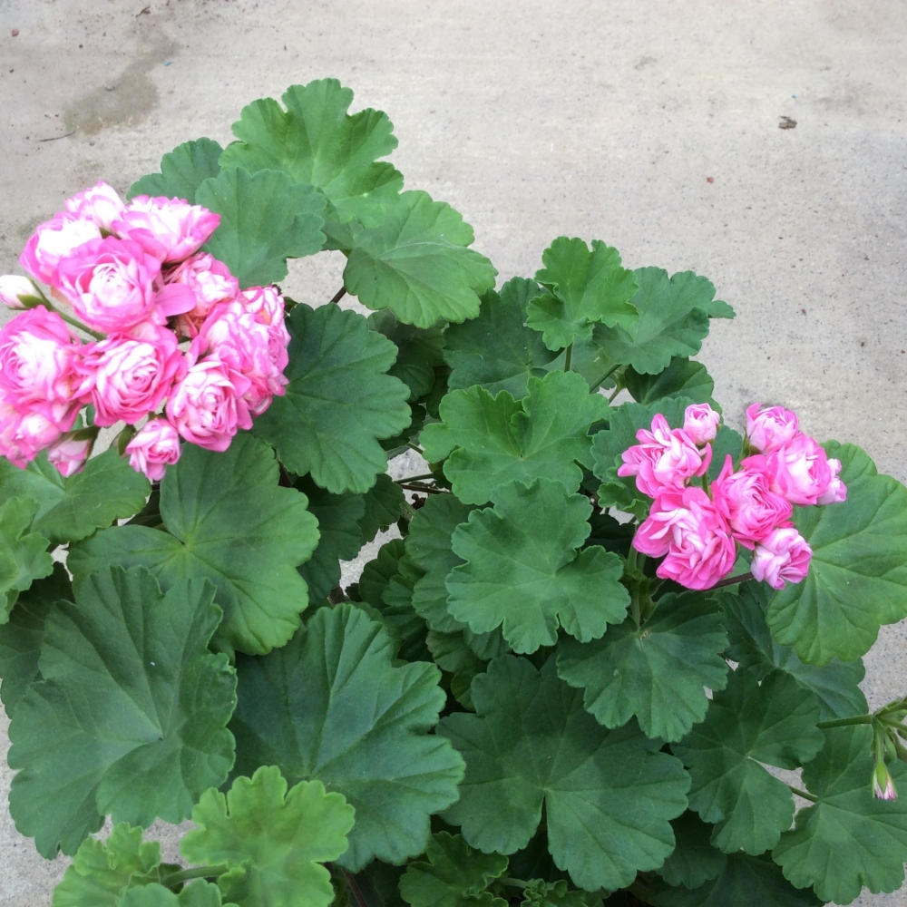 Pelargonium Pink Rosebud