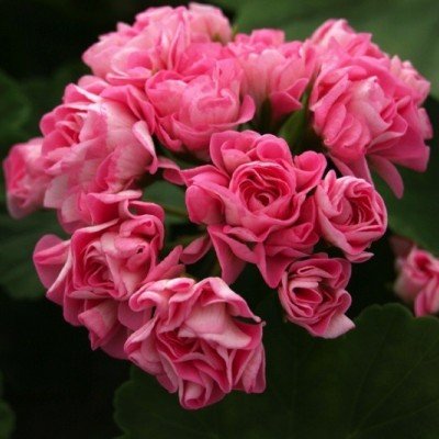 Pelargonium Pink Rosebud
