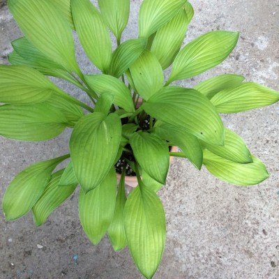 Hosta Cherry Tart