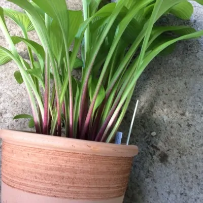 Hosta Cherry Tart