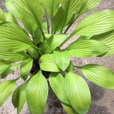 Hosta Cherry Tart