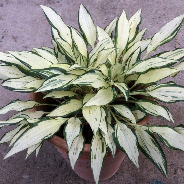 Hosta Venusta Crater's Heart