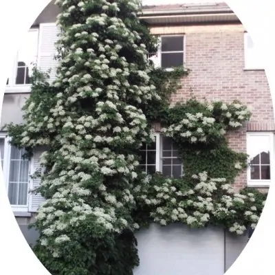 Hydrangea Petiolaris cm. 60/80