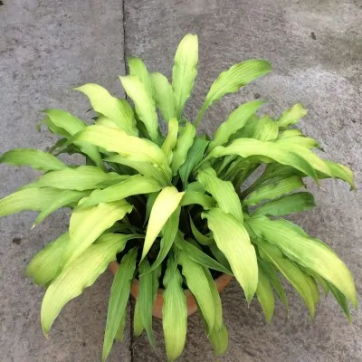 Hosta Curly Fries