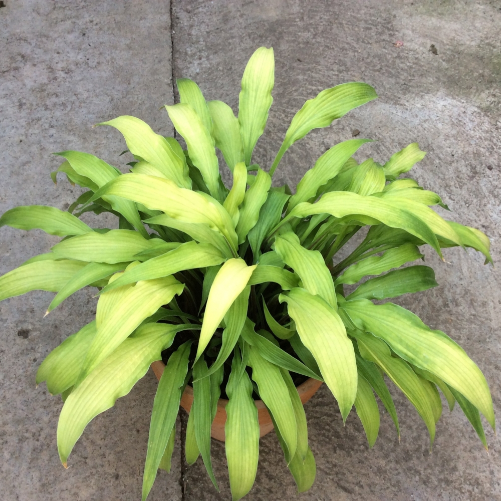 Hosta Curly Fries