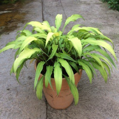 Hosta Curly Fries