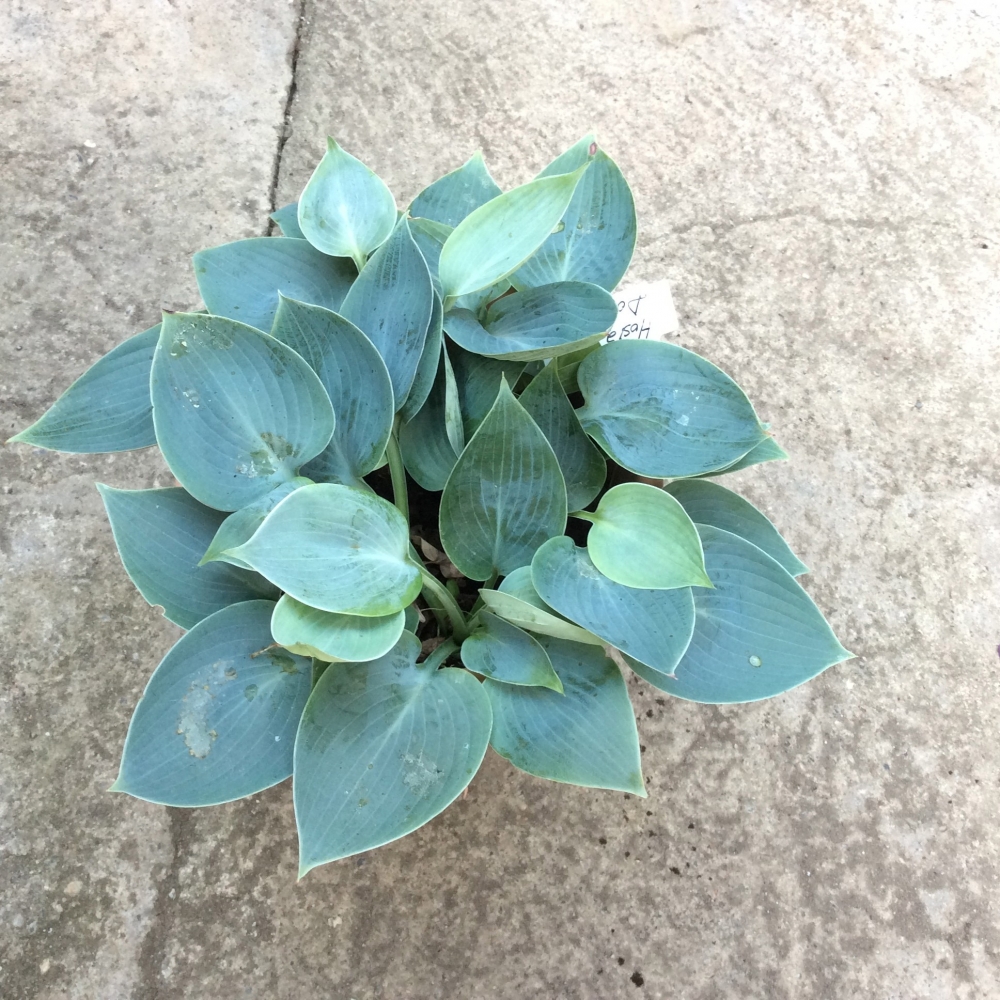 Hosta Dorset Blue