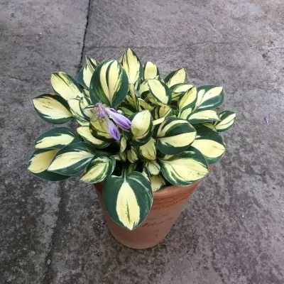 Hosta Dorset Mouse