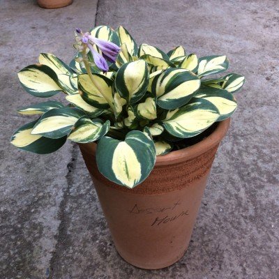 Hosta Dorset Mouse