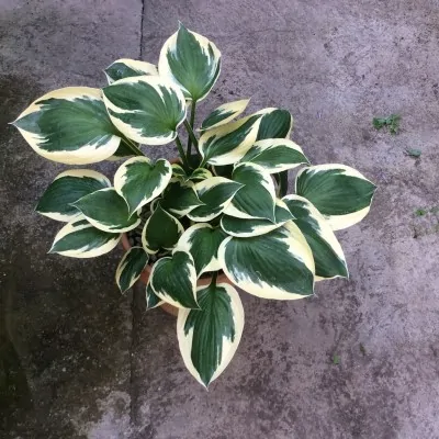 Hosta Patriot