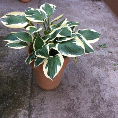 Hosta Patriot