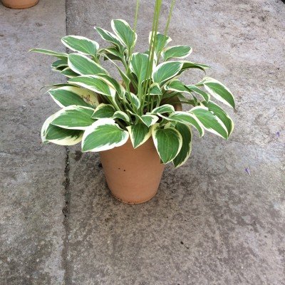 Hosta Thumbelina